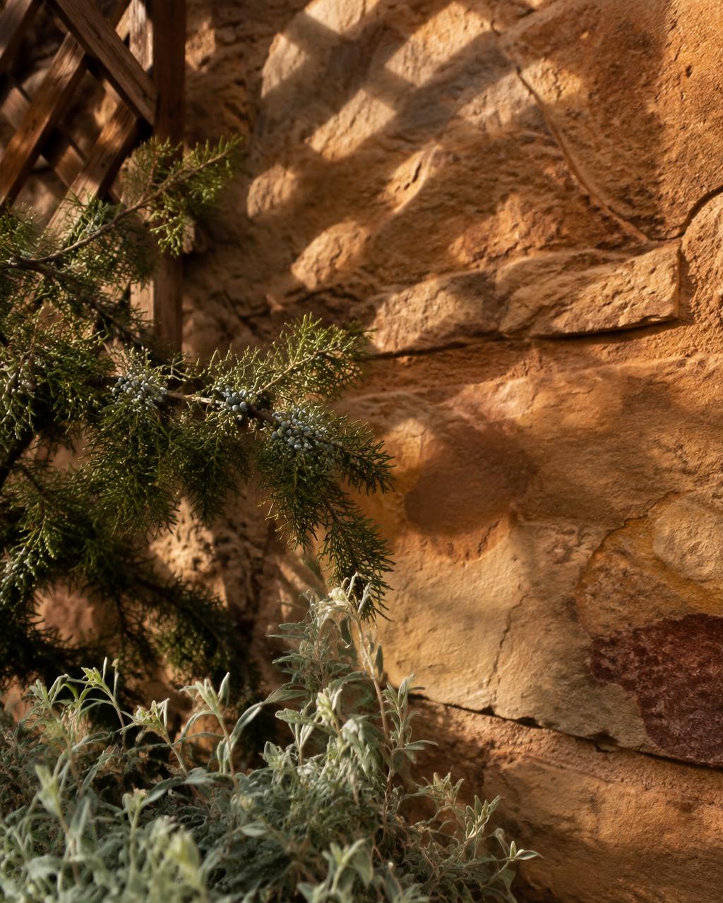 Juniper and desert sage against warm sandstone